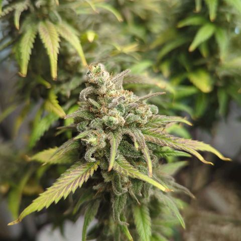 Jack Herer growlog timeline photo