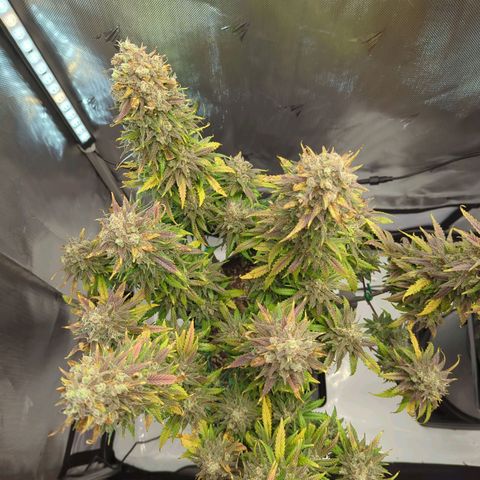 Jack Herer growlog timeline photo
