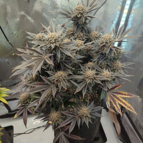 Purple Cherry Punch growlog timeline photo