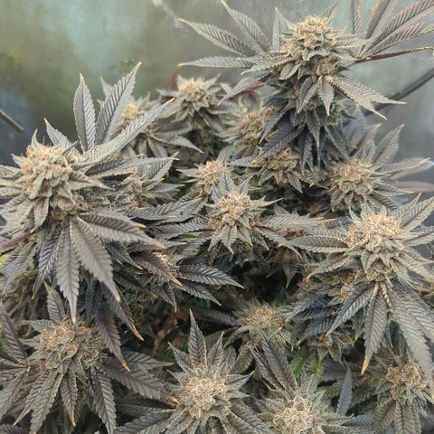 Purple Cherry Punch growlog timeline photo