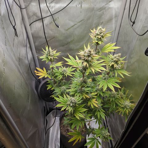 Moon Fog growlog timeline photo