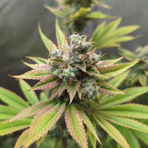 Moon Fog growlog timeline photo