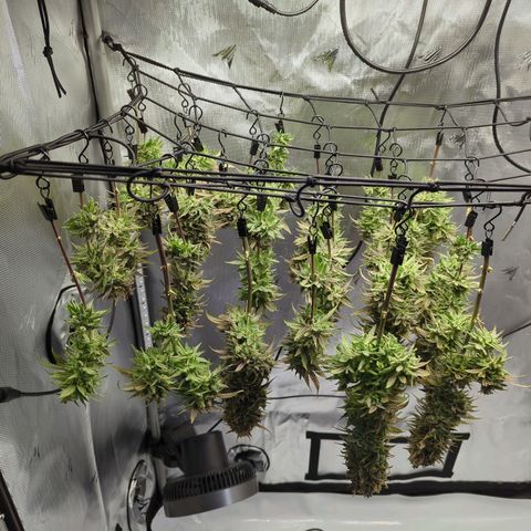 Jack Herer growlog timeline photo
