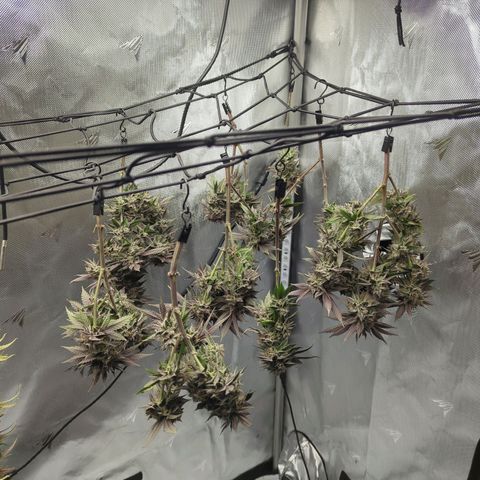 Purple Cherry Punch growlog timeline photo