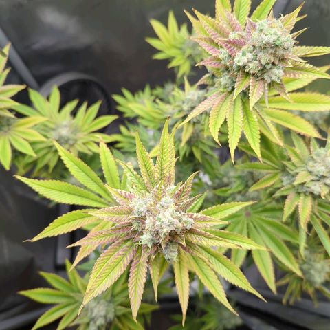 Moon Fog growlog timeline photo