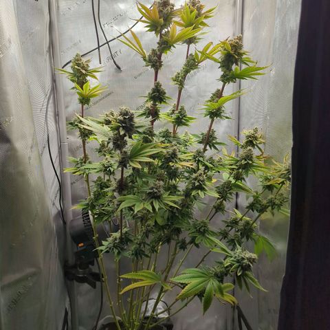 Moon Fog growlog timeline photo