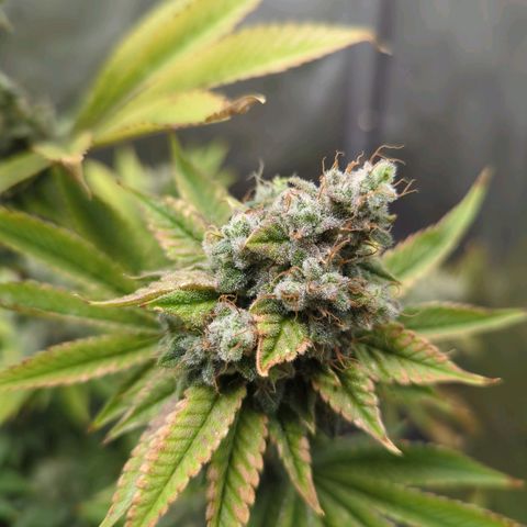 Moon Fog growlog timeline photo