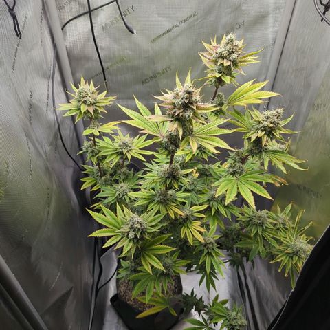 Moon Fog growlog timeline photo