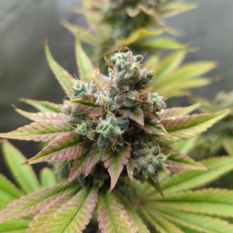 Moon Fog growlog timeline photo