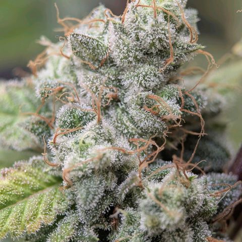 Moon Fog growlog timeline photo