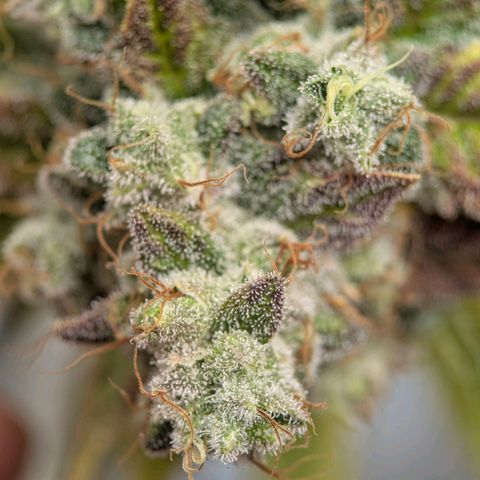 Moon Fog growlog timeline photo