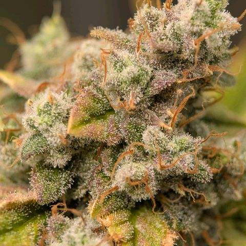 Moon Fog growlog timeline photo