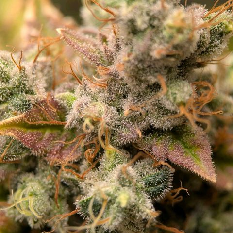 Moon Fog growlog timeline photo