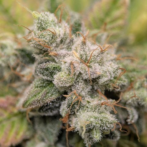 Moon Fog growlog timeline photo