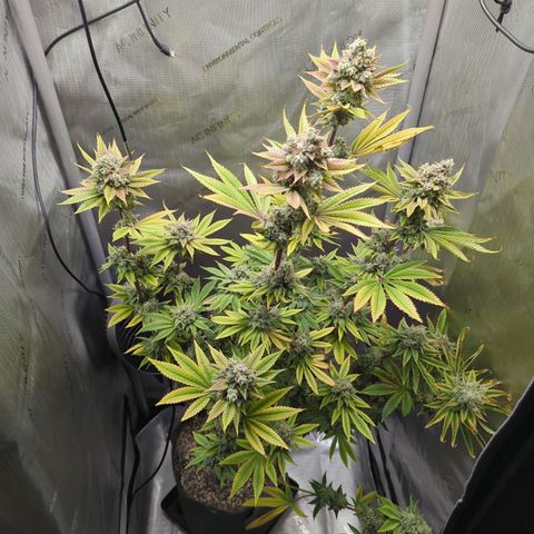 Moon Fog growlog timeline photo
