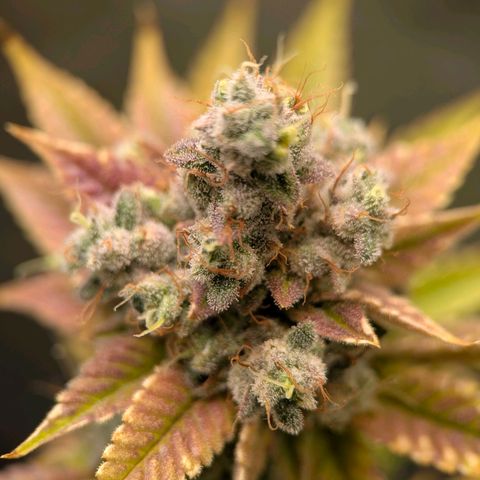 Moon Fog growlog timeline photo