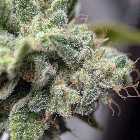 Moon Fog growlog timeline photo