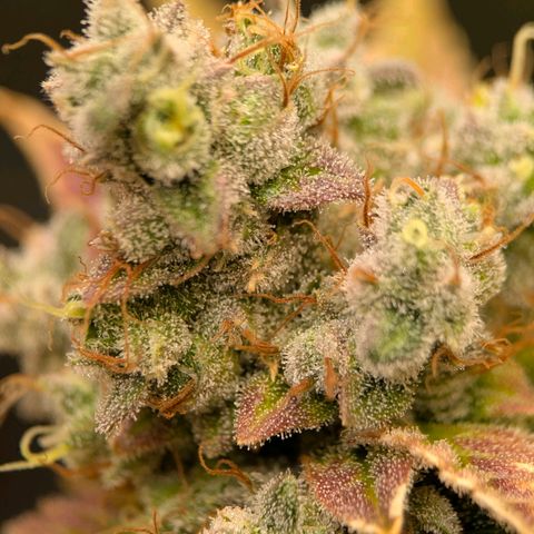 Moon Fog growlog timeline photo