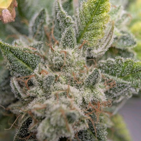 Moon Fog growlog timeline photo