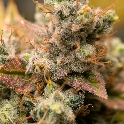 Moon Fog growlog timeline photo