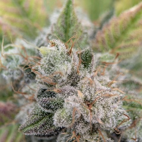 Moon Fog growlog timeline photo