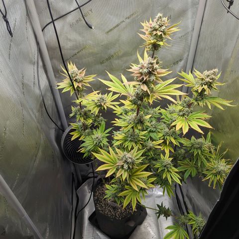 Moon Fog growlog timeline photo