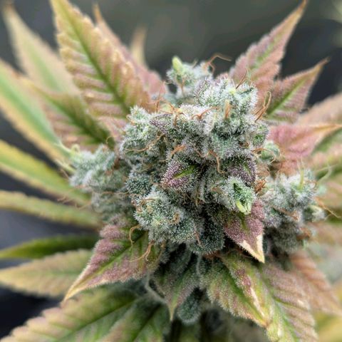 Moon Fog growlog timeline photo