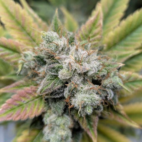 Moon Fog growlog timeline photo