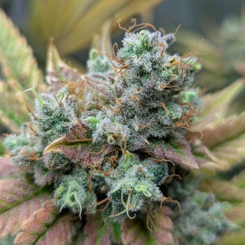 Moon Fog growlog timeline photo