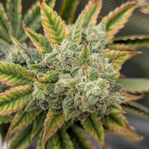 Moon Fog growlog timeline photo