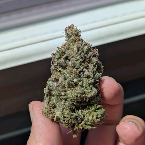 Jack Herer growlog photo: 4.3 oz