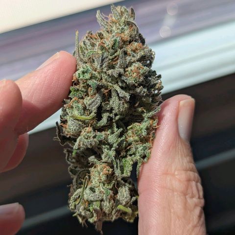 Jack Herer growlog photo: 4.3 oz