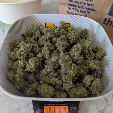 Jack Herer growlog photo: 4.3 oz