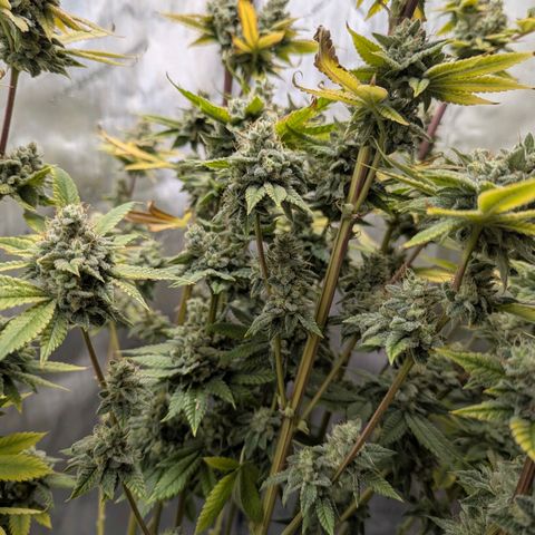 Moon Fog growlog timeline photo