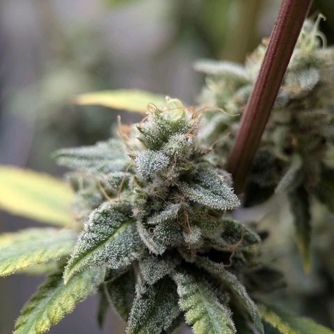 Moon Fog growlog timeline photo