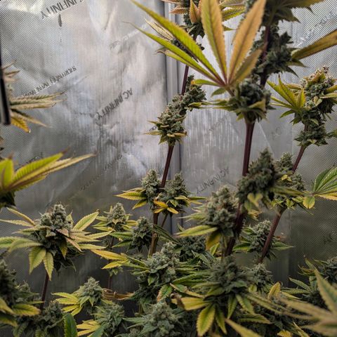 Moon Fog growlog timeline photo