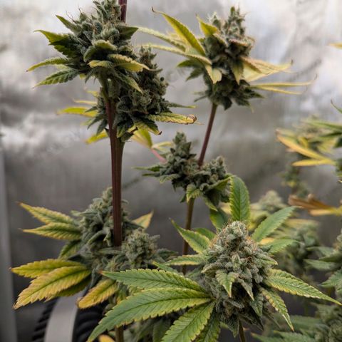 Moon Fog growlog timeline photo