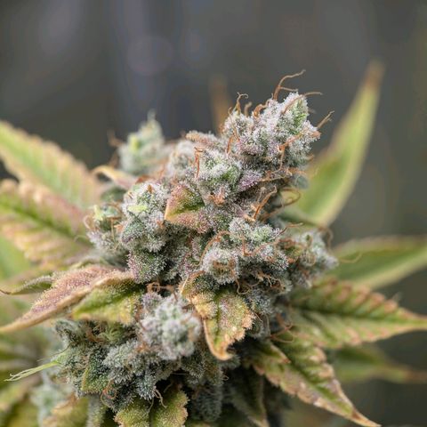 Moon Fog growlog timeline photo