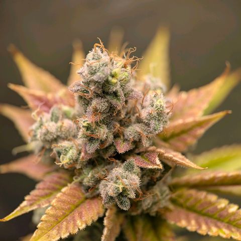 Moon Fog growlog timeline photo