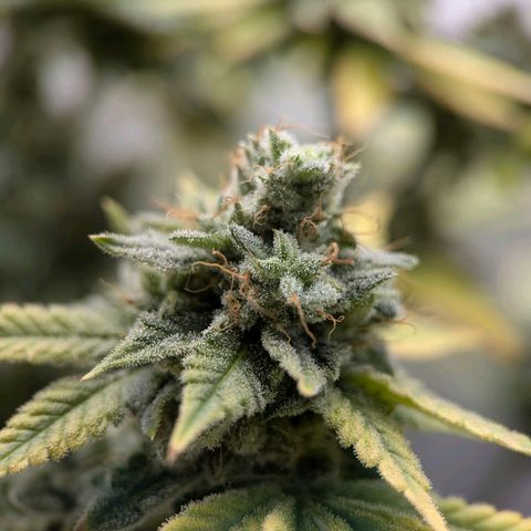 Moon Fog growlog timeline photo