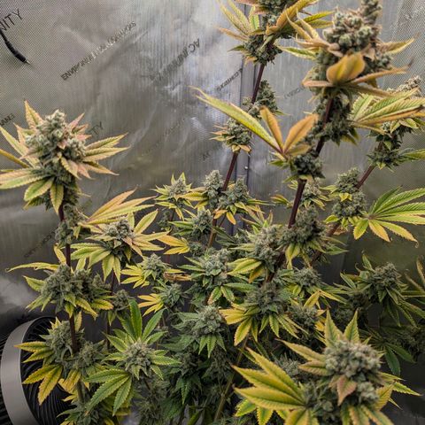 Moon Fog growlog timeline photo