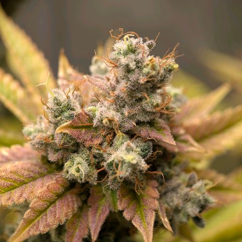 Moon Fog growlog timeline photo