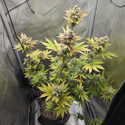 Moon Fog growlog timeline photo