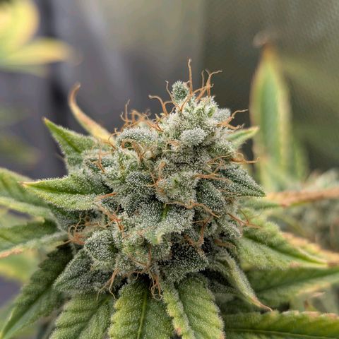 Moon Fog growlog timeline photo