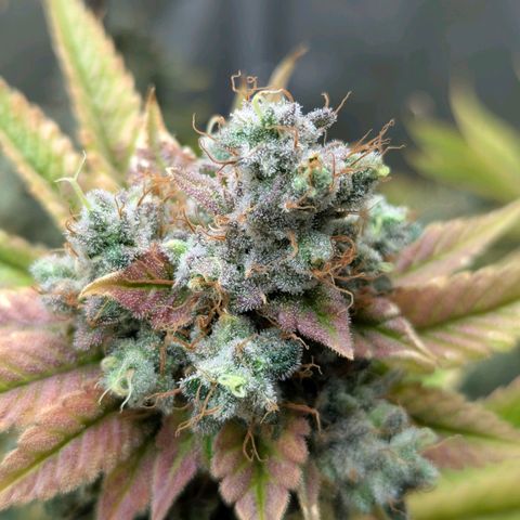 Moon Fog growlog timeline photo