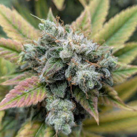 Moon Fog growlog timeline photo