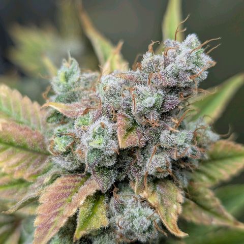 Moon Fog growlog timeline photo