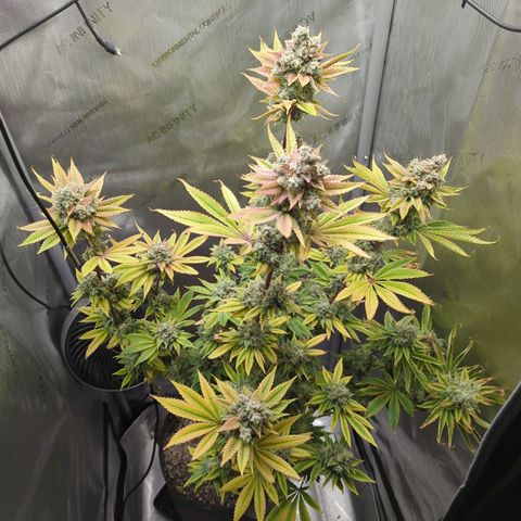 Moon Fog growlog timeline photo