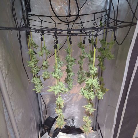 Moon Fog growlog timeline photo