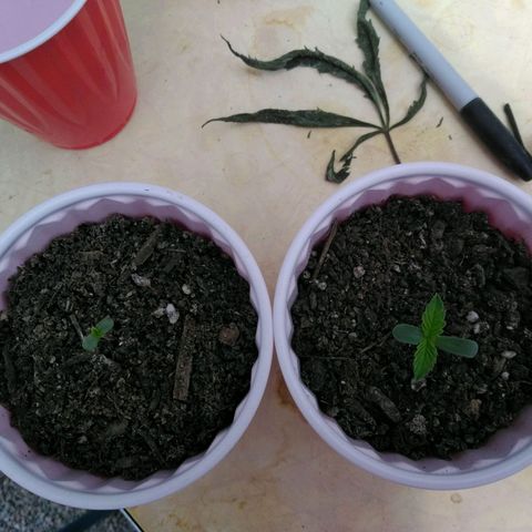 Future #1 400gal smartpot indoor greenhouse  growlog photo: And there off. 